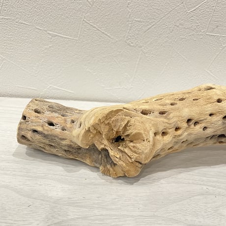 カクタスパーチ④ 中直径約5.5cm/33cm