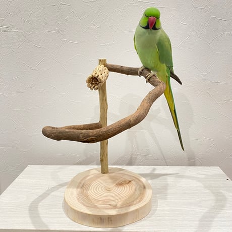 ツタのぐるりんスタンドパーチ③　カクタス付き