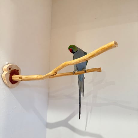 桧のピノキオの鼻 ①
