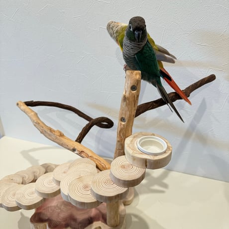 ツタと螺旋階段のバードアスレチック【インコのおもちゃ・自然木のとまり木】