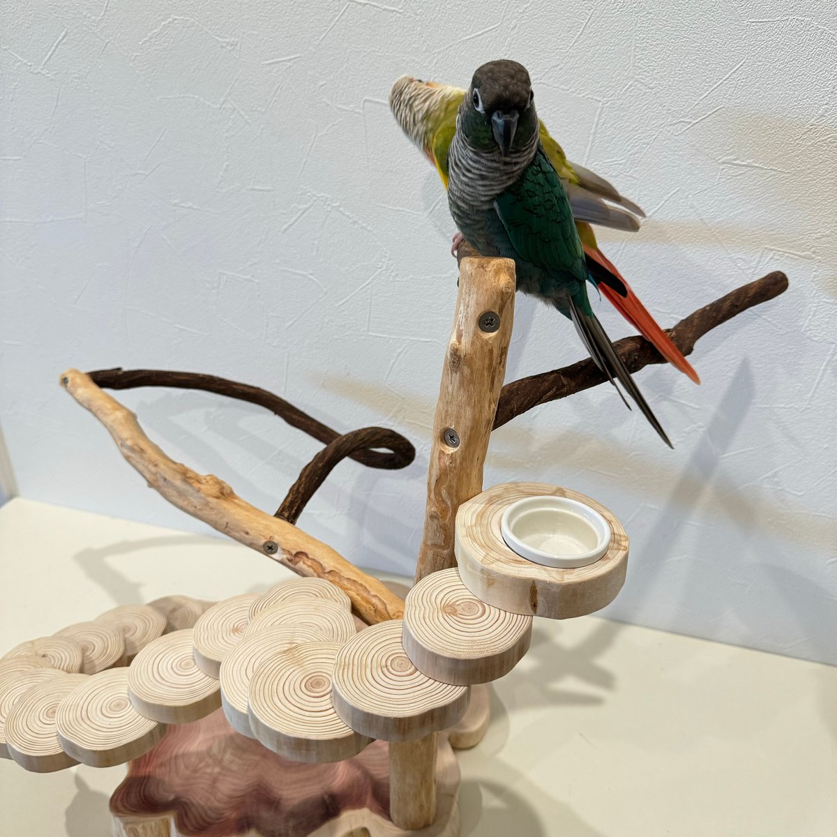 ツタと螺旋階段のバードアスレチック【インコのおもちゃ・自然木の