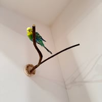 ツタのピノキオの鼻【B】