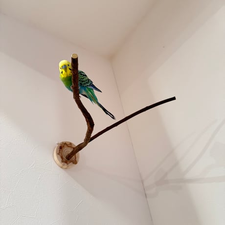 ツタのピノキオの鼻【B】