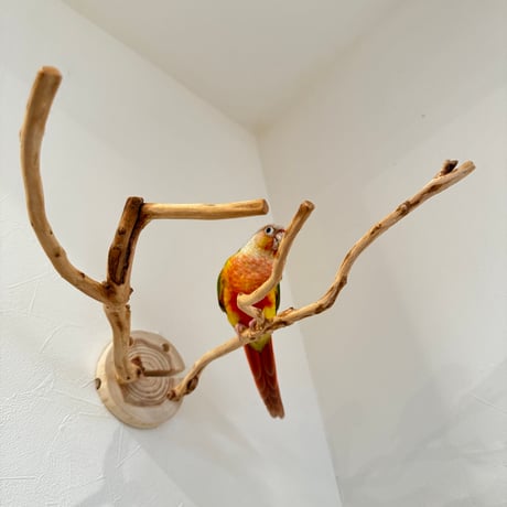ピノキオの鼻 ② お鼻2本
