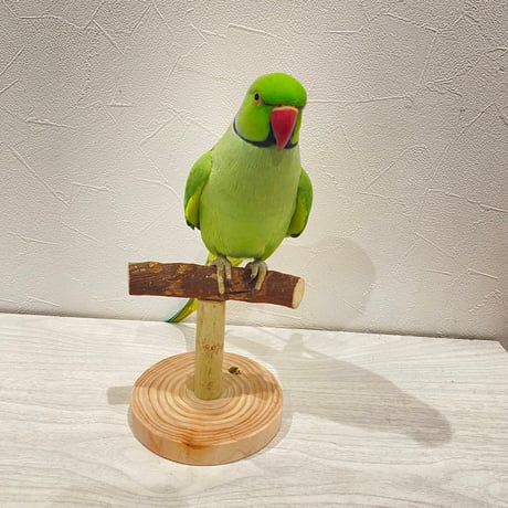 自然木(ツタ)のスタンドパーチ①   パーチ長さ12cm／高さ約10.5cm
