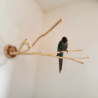 桧のピノキオの鼻① お鼻2本