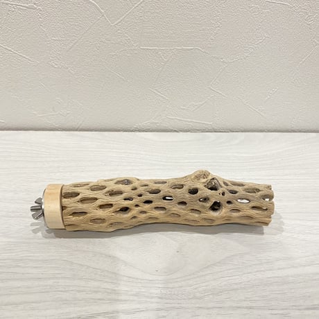 カクタスパーチ⑪ 極小サイズ直径3cm前後/16cm