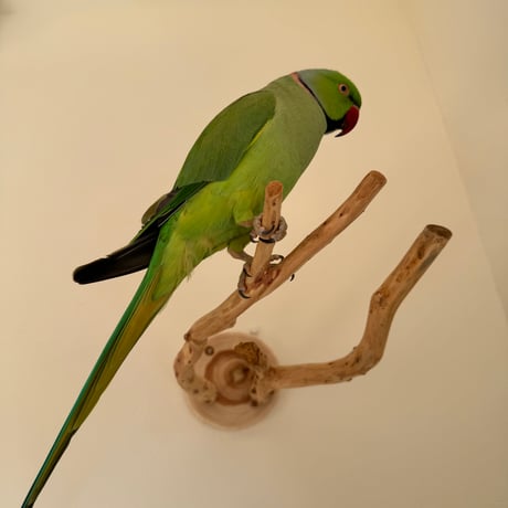 ピノキオの鼻① お鼻2本