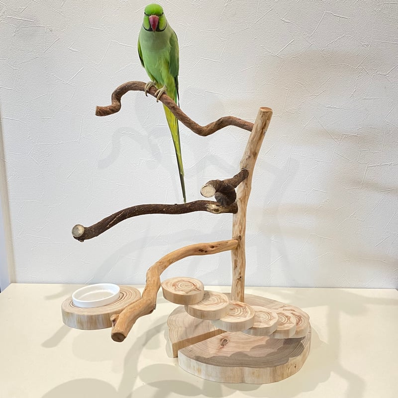 自然木（ツタ・貝塚伊吹）と螺旋階段のバードアスレチック【インコの