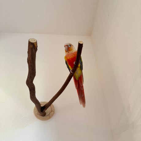 ツタのピノキオの鼻 【インコの止まり木 おもちゃ】