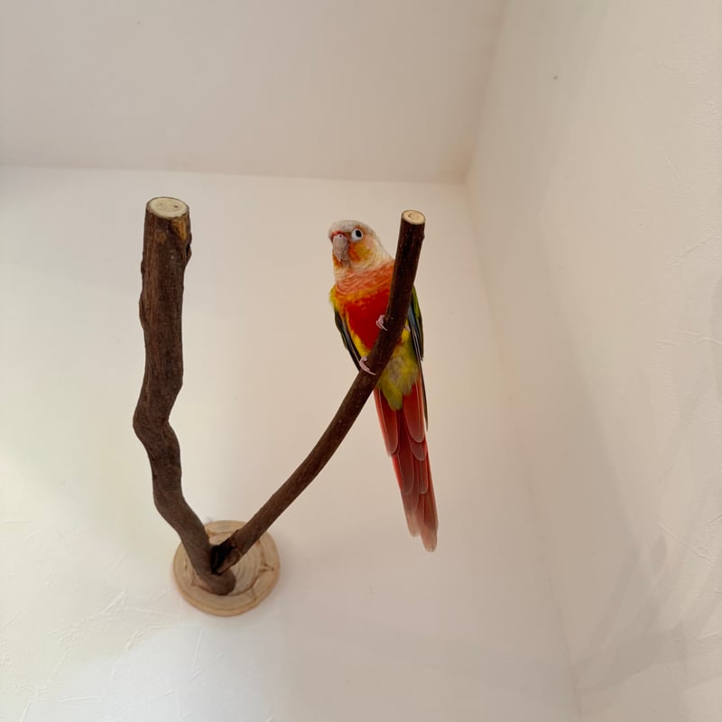 ツタのピノキオの鼻 【インコの止まり木 おもちゃ】 | 自然木の鳥用品