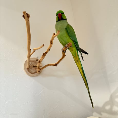 ピノキオの鼻 ① お鼻2本