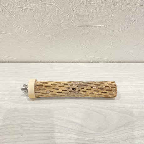 カクタスパーチ③  極小 直径3cm前後 長さ15cm