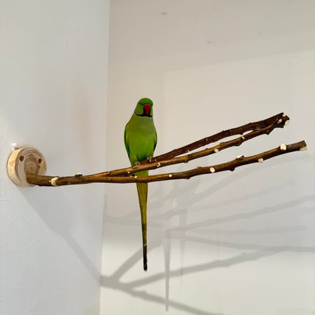 無農薬レモンの木 ピノキオの鼻 ②現品限り【インコ 自然木 止まり木 】