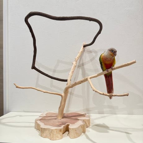 貝塚伊吹とツタのぐるりんスタンドパーチ 【自然木 とまり木 セキセイインコ・ウロコインコ・オカメインコ】