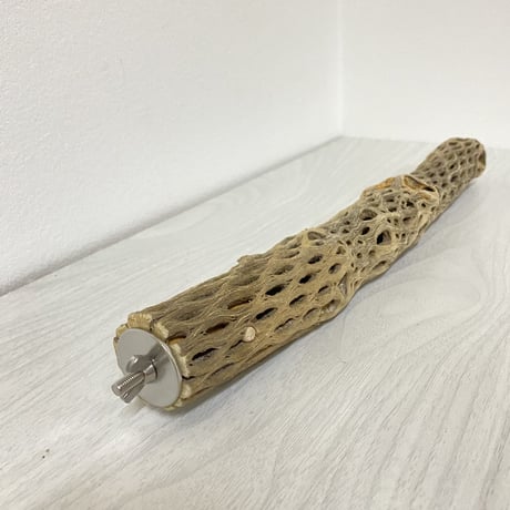 ケージサイズカクタスパーチ⑧ 極小サイズ直径2-3cm HOEI35サイズ