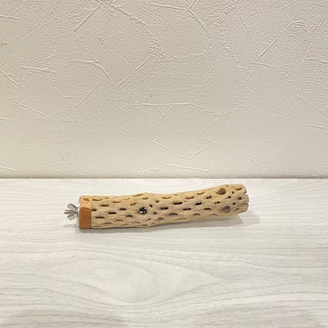カクタスパーチ⑭ 極小直径2-3cm/15cm