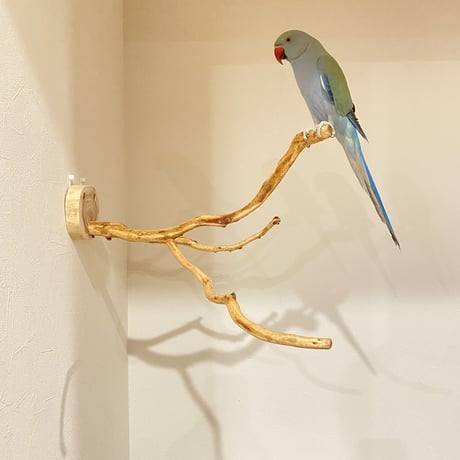 ピノキオの鼻 ⑥