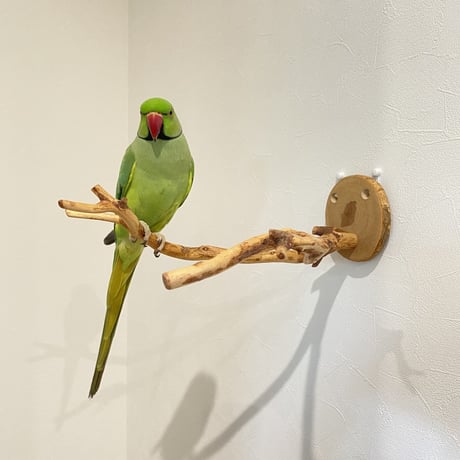 ピノキオの鼻 ⑨