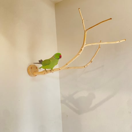 桧のピノキオの鼻 ⑦　【インコ・小鳥のおもちゃ　自然木の止まり木】
