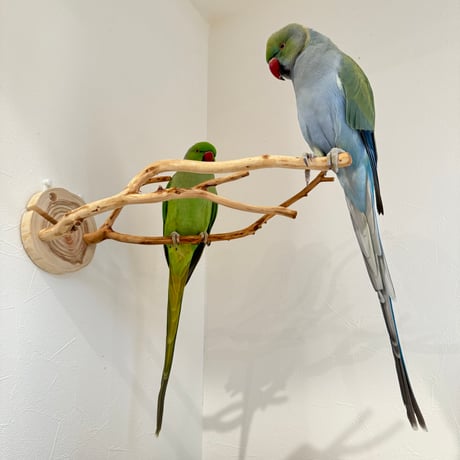 ピノキオの鼻 ⑤お鼻2本