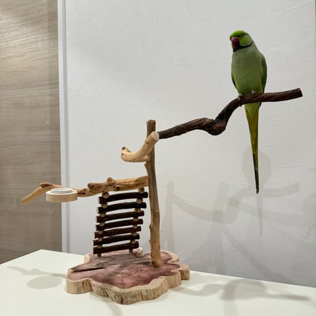 自然木（ツタ・貝塚伊吹）とハシゴのバードアスレチック【インコのおもちゃ・自然木のとまり木】