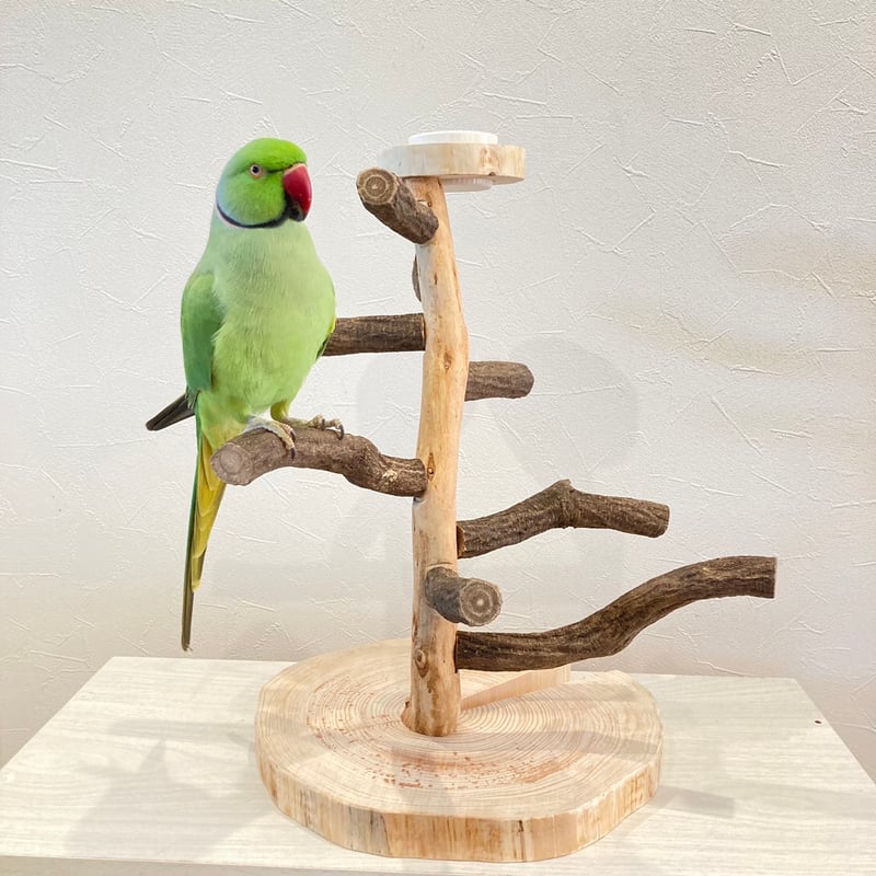 ツタのツリーバードアスレチック【インコのおもちゃ・自然木のとまり木
