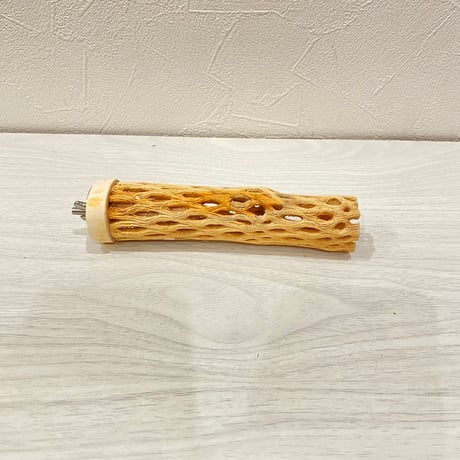 カクタスパーチ極小⑦ 2-3㎝長さ14cm