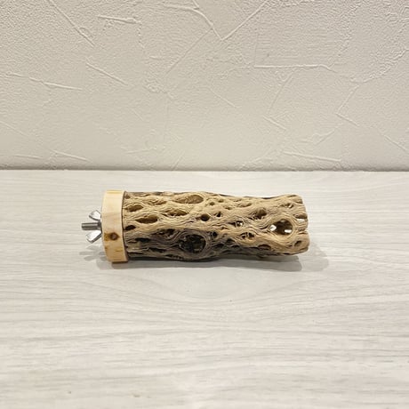 カクタスパーチ【11】 小直径3.5cm/10cm