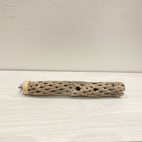 カクタスパーチ⑯ 極小サイズ直径3cm前後/22cm
