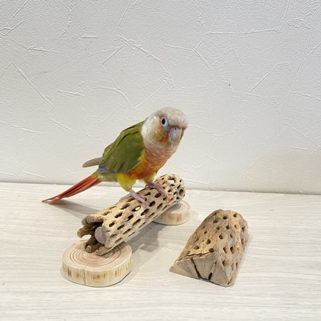 幼鳥・老鳥・介護用　置き型カクタスパーチ① 小型から中型さん