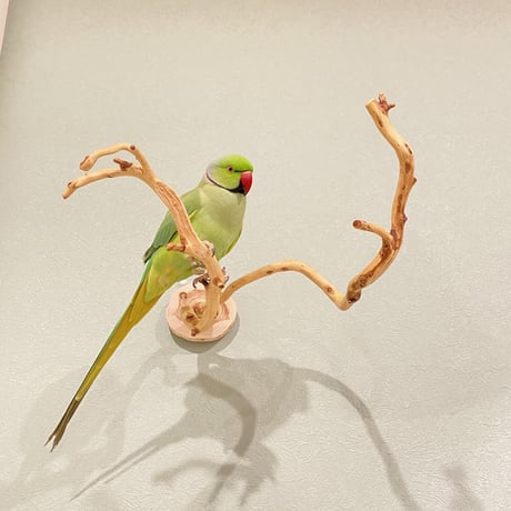 ピノキオの鼻 ②