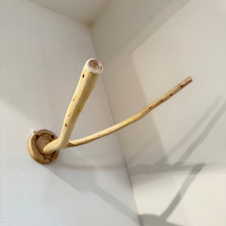 桧のピノキオの鼻③