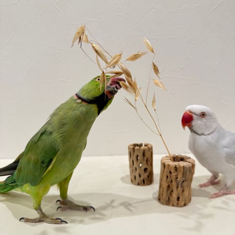 カクタスがじがじ 5個セット【フォレイジング 粟穂挿し インコのおもちゃ】