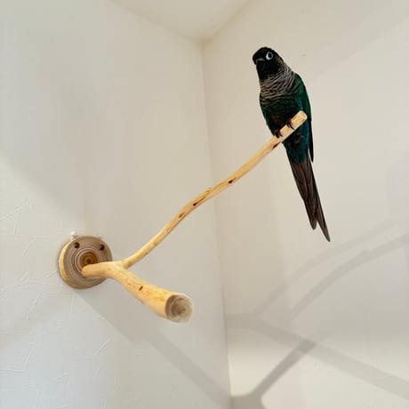 桧のピノキオの鼻 ⑧