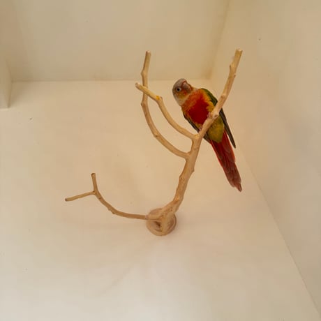 【O様専用】貝塚伊吹のピノキオの鼻　【インコ 止まり木 自然木 パーチ 】