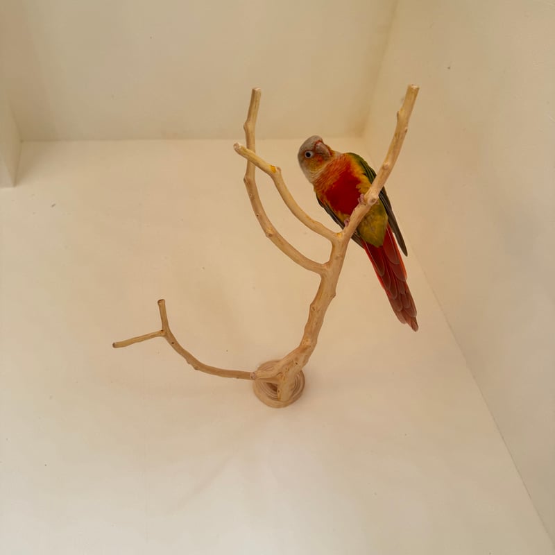 O様専用】貝塚伊吹のピノキオの鼻 【インコ 止まり木 自然木 パーチ