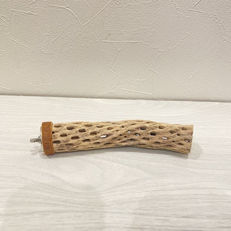 カクタスパーチ⑯ 極小直径2-3cm/15cm