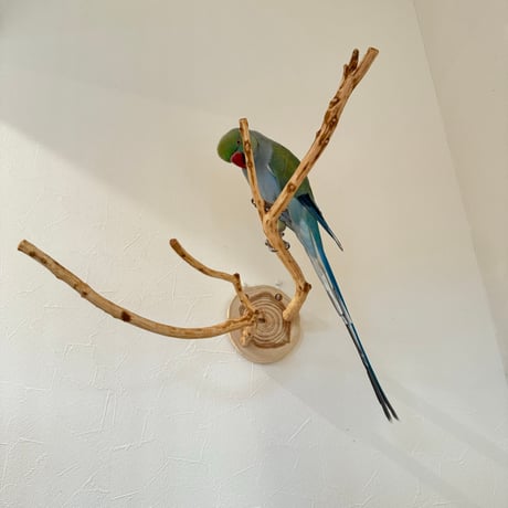 ピノキオの鼻 ③ お鼻2本
