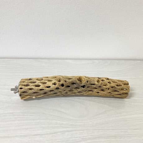 ハートフルキャリーサイズ カクタスパーチ① 小サイズ直径3-4cm