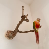 トウカエデのピノキオの鼻【B】