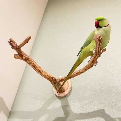 ピノキオの鼻 ⑥ 中型から大型用