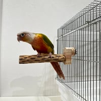 カクタスパーチ【C】直径4~5cm/長さ15cm | 自然木の鳥用品 鳥豆堂