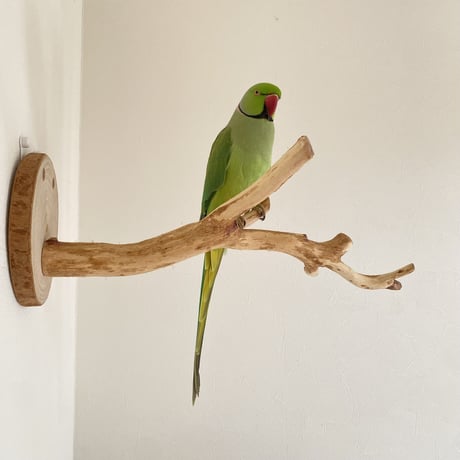 ピノキオの鼻 ⑥