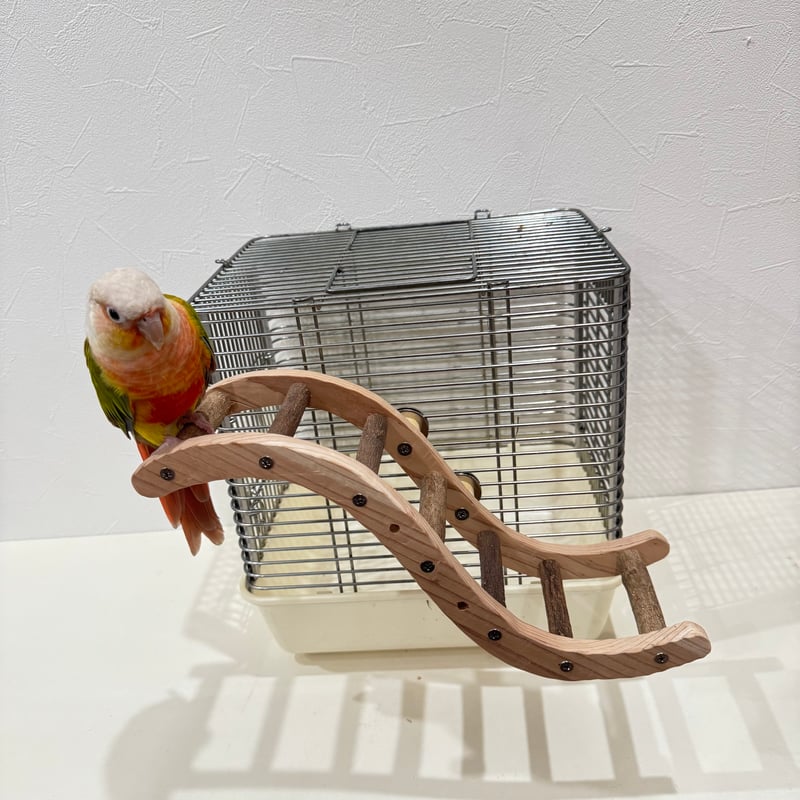 ウェーブラダー ハシゴ 【自然木の止まり木 インコのおもちゃ】 | 自然