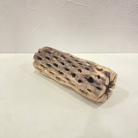 カクタスパーチ① 直径約5cm/長さ15cm