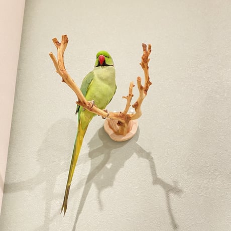 ピノキオの鼻 ⑩
