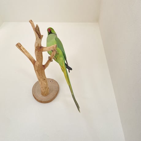 ピノキオの鼻 ⑥