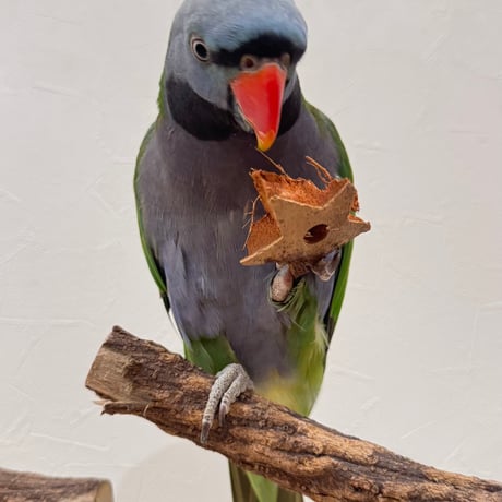 ガジガジココナッツ お星さま 5個セット【インコのおもちゃ】