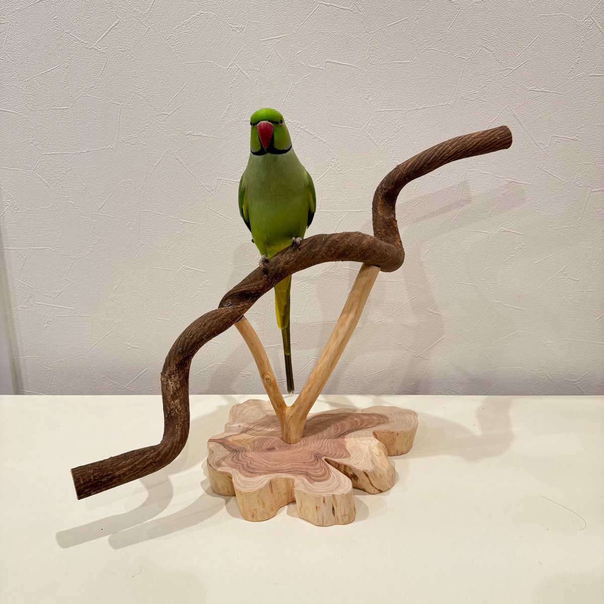 ツタの殿様スタンドパーチ 【インコ 天然木 自然木 パーチ 止まり木